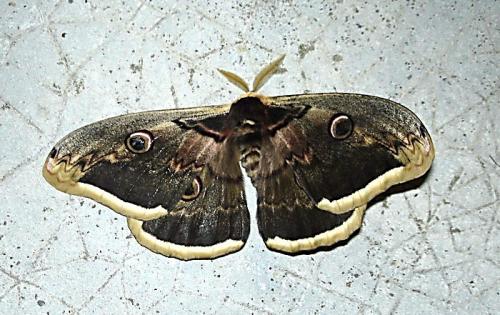 Saturnia pyri