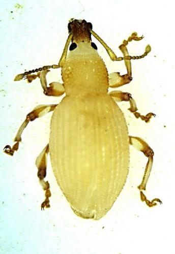 Réf. 2 347 : Otiorhynchus sulcatus