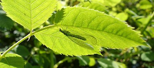 Réf. 2 382 : Chrysopa perla