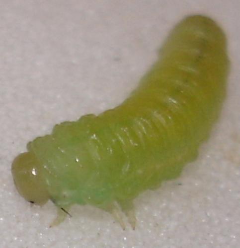 Réf. 2 381 : Periclista sp.