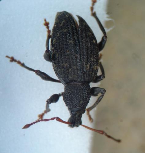 Otiorhynchus sulcatus