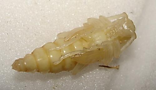 Réf. 2 387 : Stictoleptura rubra