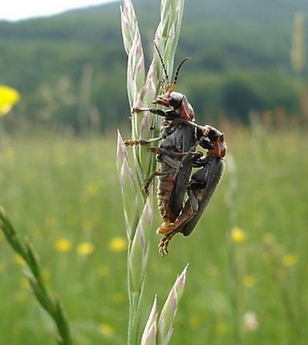 Cantharis rustica