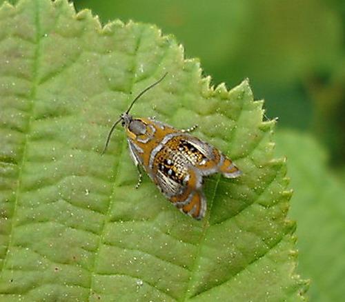 Olethreutes arcuella