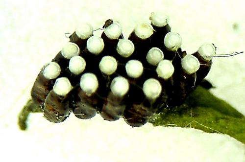 Réf. 2 406 : Rhynocoris sp.
