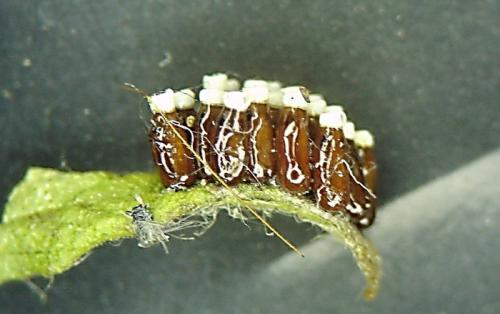 Réf. 2 405 : Rhynocoris sp.