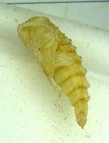 Stictoleptura rubra