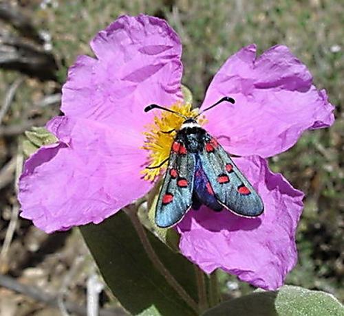 Zygaena lavandulae