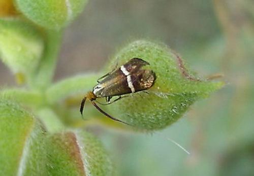 Adela australis
