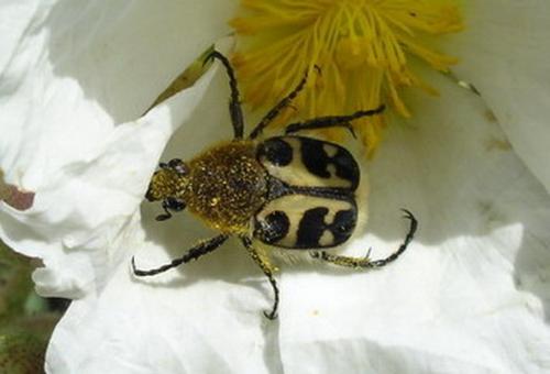 Réf. 2 461 : Trichius sp.
