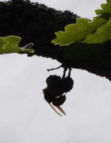 Vespa crabro