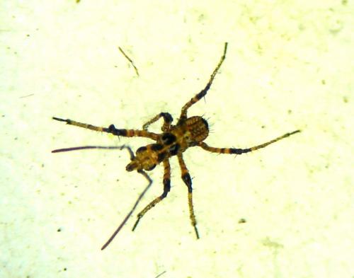 Rhynocoris sp.