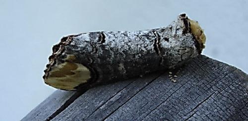 Phalera bucephala