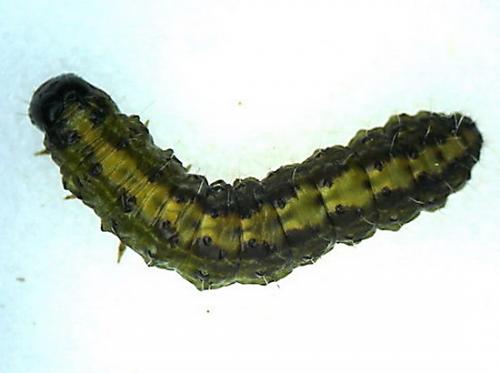 Bryophila domestica