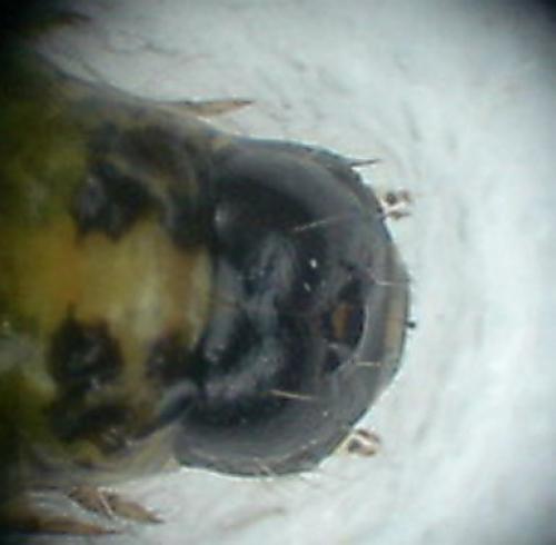Bryophila domestica