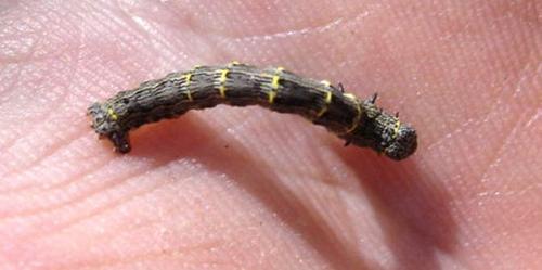 Lycia hirtaria