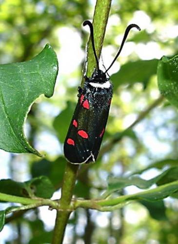 Zygaena lavandulae