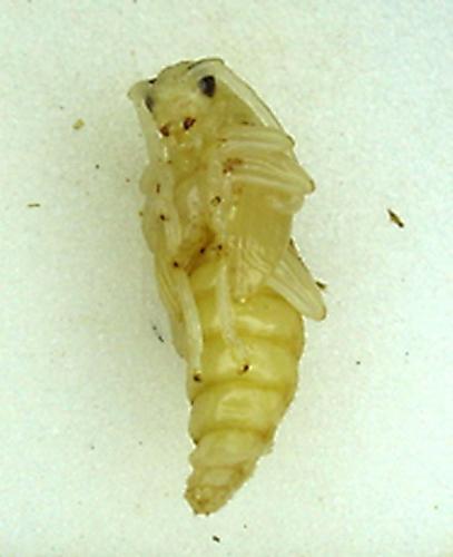 Réf. 2 599 : Stictoleptura rubra
