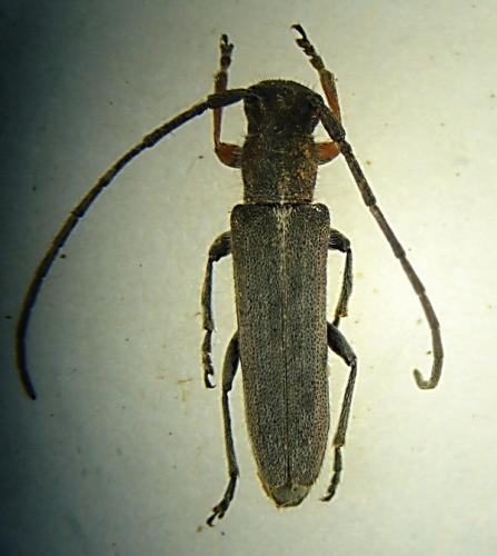 Phytoecia cylindrica