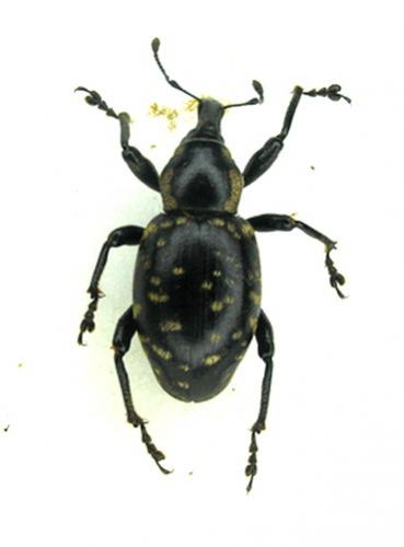 Réf. 2 681 : Liparus glabrirostris