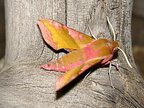 Réf. 2 694 : Deilephila porcellus