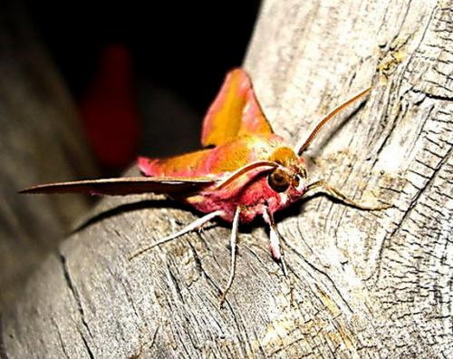 Réf. 2 695 : Deilephila porcellus