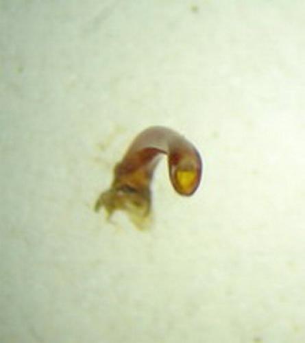 Réf. 2 701 : Oreina alpestris