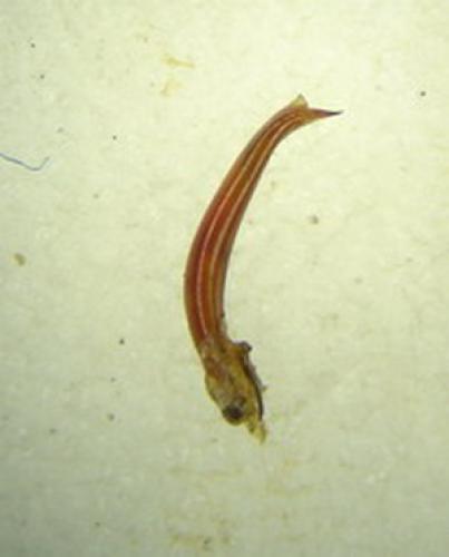 Oreina alpestris