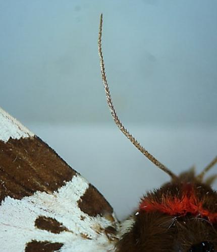 Arctia caja