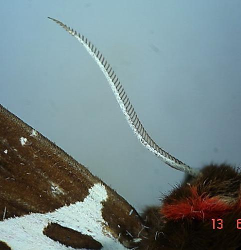 Arctia caja