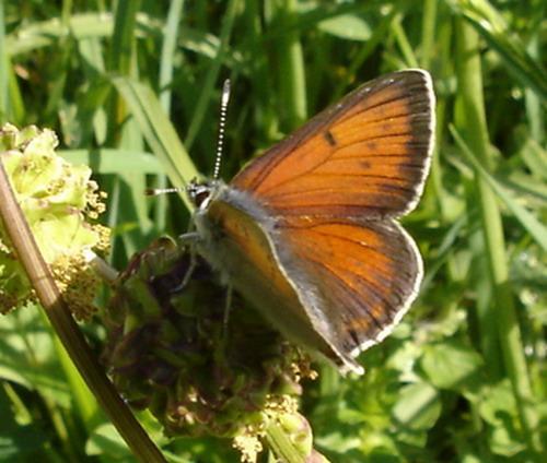 Lycaena hippothoe