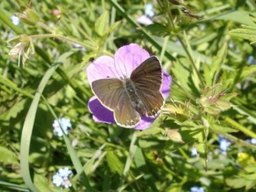 Aricia eumedon