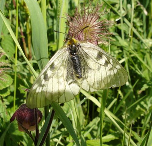 Parnassius mnemosyne