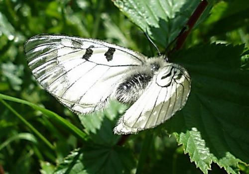 Parnassius mnemosyne