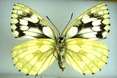 Melanargia galathea