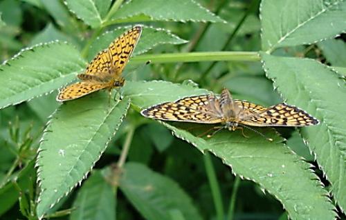 Réf. 2 826 : Boloria sp.
