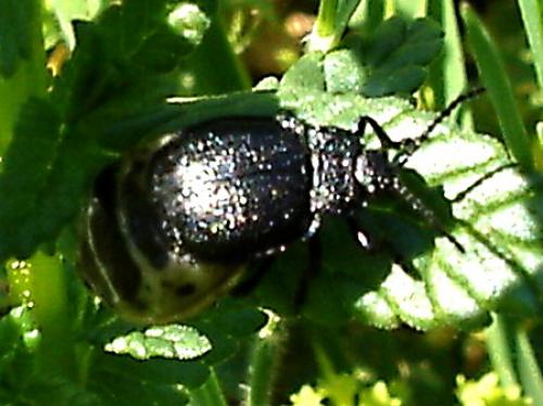 Galeruca monticola