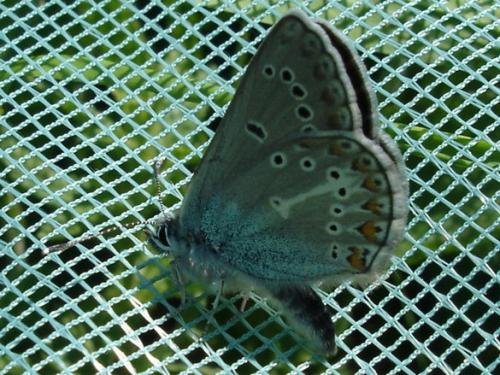Aricia eumedon