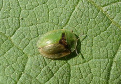 Cassida sp.