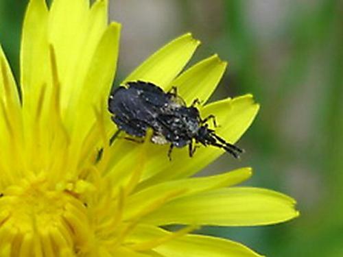Réf. 2 870 : Aradus sp.