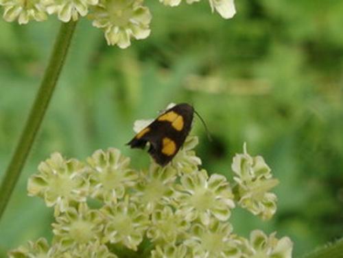 Pammene aurana