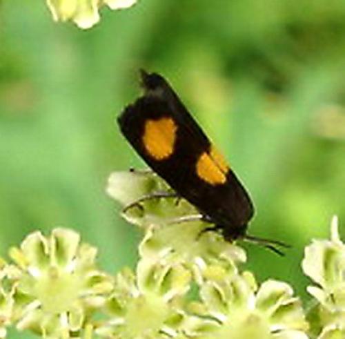 Pammene aurana