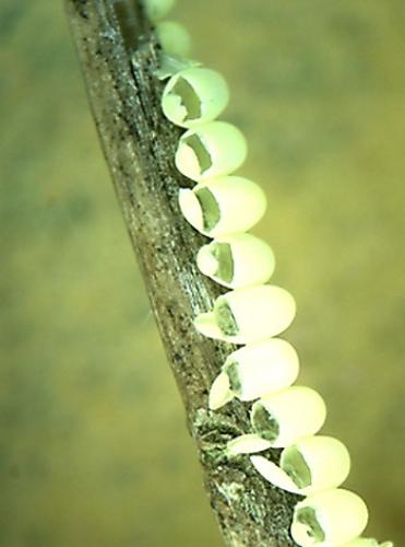 Réf. 2 900 : Libelloides sp.