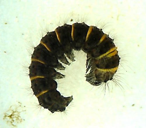 Macrothylacia rubi