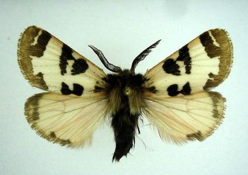 Watsonarctia deserta