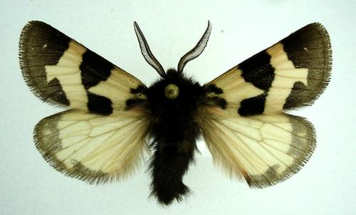Watsonarctia deserta