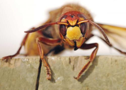 Vespa crabro