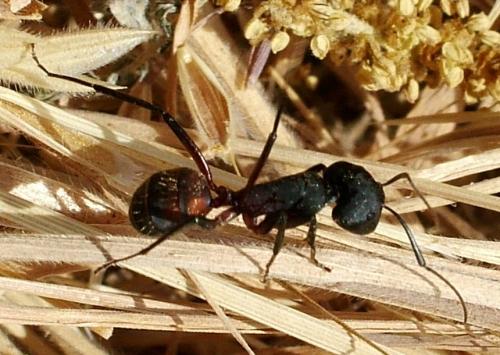 Camponotus cruentatus