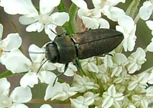 Réf. 2 914 : Anthaxia umbellatarum