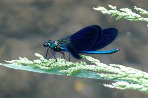 Calopteryx xanthostoma